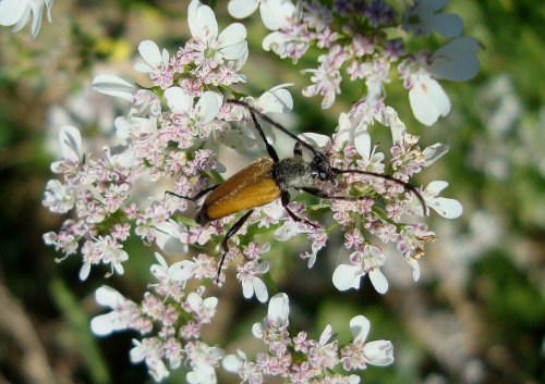 Lepture fauve Stictoleptura fulva 2026 06 16 (1).JPG