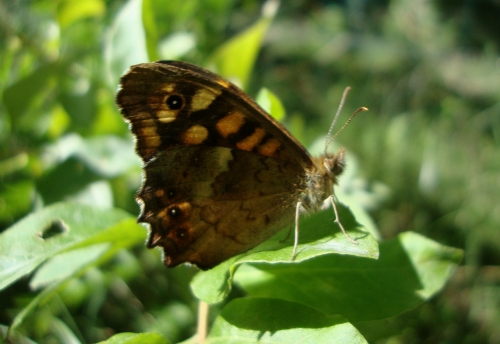 DSC09513.JPG