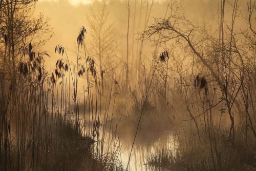 Wiosenna Biebrza_parc national de Biebrza, Pologne.jpg