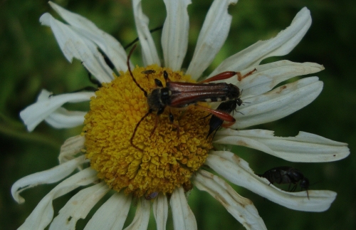 Sténoptère roux Stenopterus rufus 2026 06 2 avec des Mordellidae sp.JPG