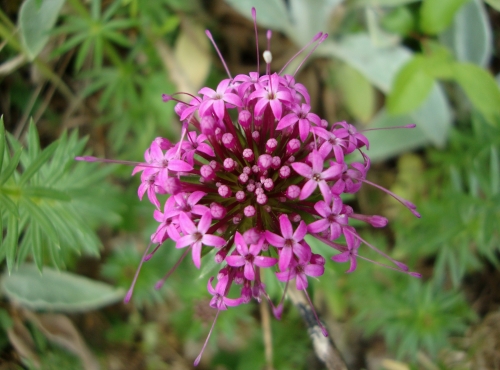 Crucianelle Phuopsis stylosa 2026 05 4.JPG