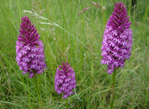Orchis pyramidal Anacamptis pyramidalis 2026 05 10.JPG