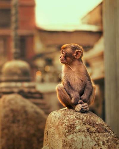 Ashraful Arefin série animals-on-street-ashraful 3.jpg
