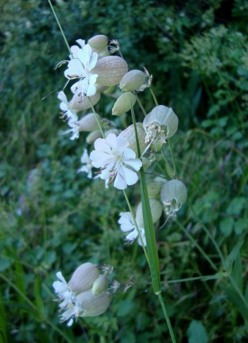 DSC09090.JPG