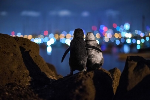 Tobias Baumgaertner deux pingouins veufs regardant les lumières de Melbourne chaque soir pour se réconforter.jpg