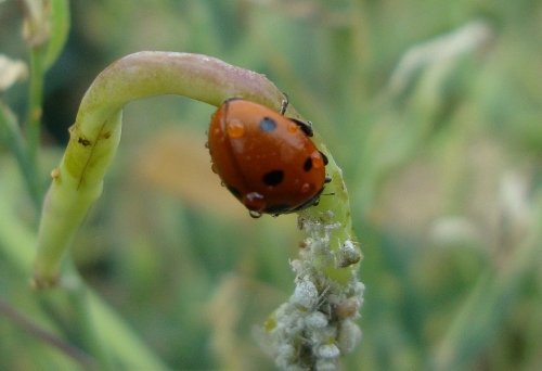 Coccinelle 2026 06 2.JPG