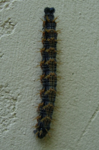 La Grande tortue Nymphalis polychloros 2026 05 3 chenille.jpg