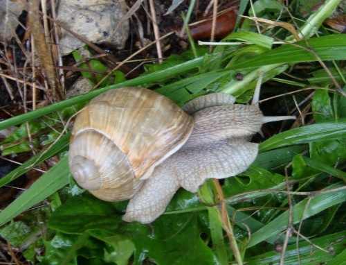 Escargot de Bourgogne - Helix pomatia 2026 10 6 (3).JPG