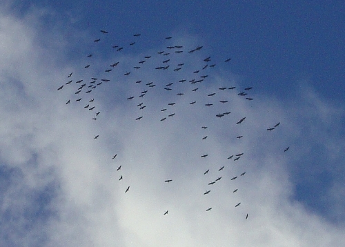 DSC00872.JPG