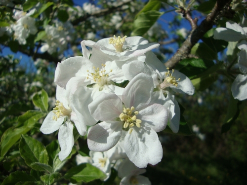 2026 04 9 Pommier (3).JPG