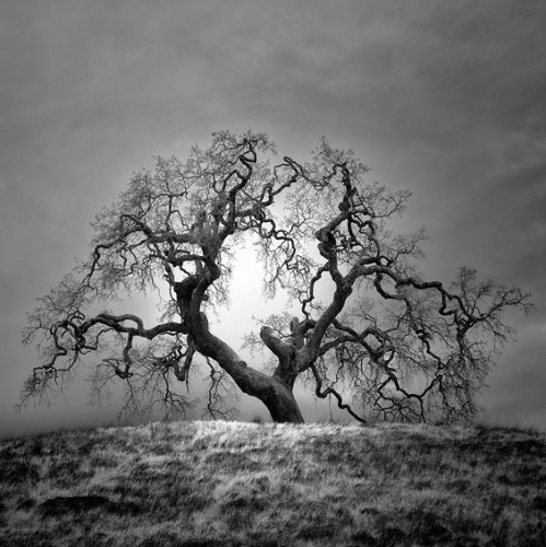 Nathan Wirth - Infrared Silence IIIi.jpg