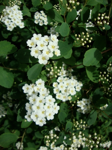 Spirée de Van Houtte 2026 04 10.JPG