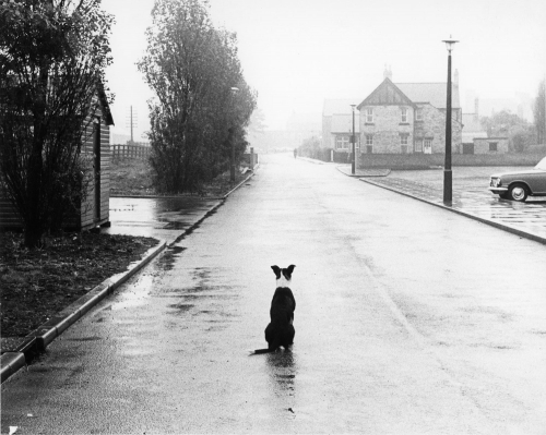 Robert Blomfield 1969_Dog+on+a+wet+day_Ashington.jpg