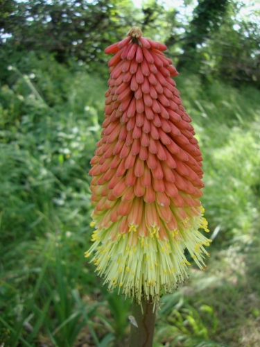 Kniphofia ou Tritoma dit Tison de Satan 2025 05 2.JPG