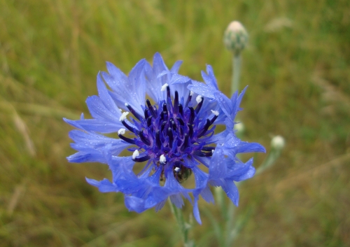 bleuet (2).JPG