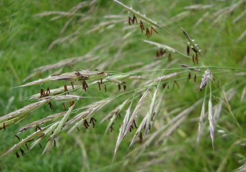 Brome érigé Bromus erectus 2026 05 23 (2).JPG