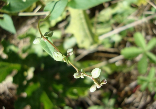 Renouée liseron (Fallopia convolvulus) 2026 08 5 comestible médicinale (2).JPG