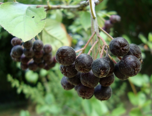 Aronia.JPG