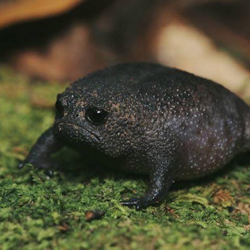 grumpy-faced Black Rain Frog n.jpg