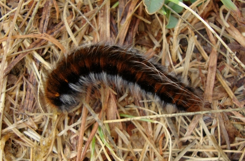 Bombyx de la ronce Macrothylacia rubi 2026 07 17.JPG
