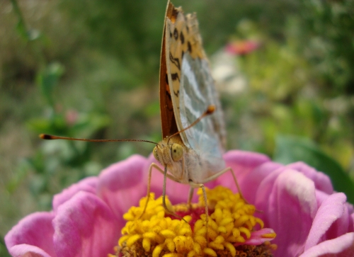 DSC07468.JPG