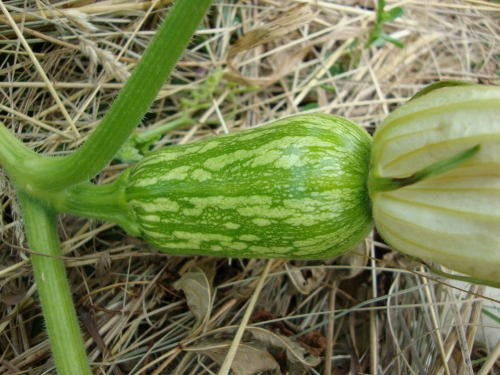DSC07215.JPG