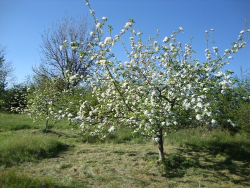 2026 04 9 Pommier (1).JPG