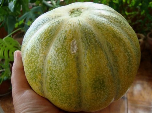 DSC00246.JPG