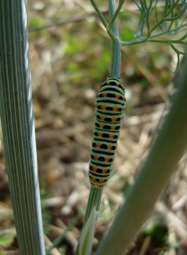 Machaon chenille (1).JPG