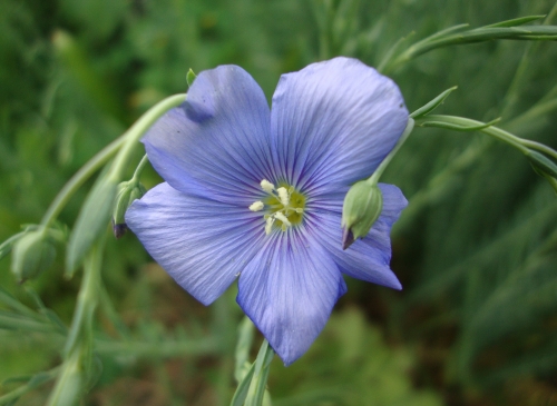 Lin vivace 2026 04 10 jardin.JPG