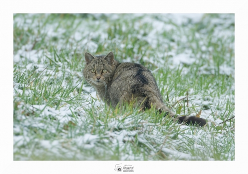 Stéphane Raimond.jpg