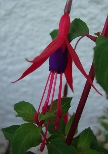 Fuchsia de Magellan.JPG
