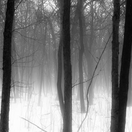 Noah Weiner - Winter-Forest-In-Fog-005.jpg