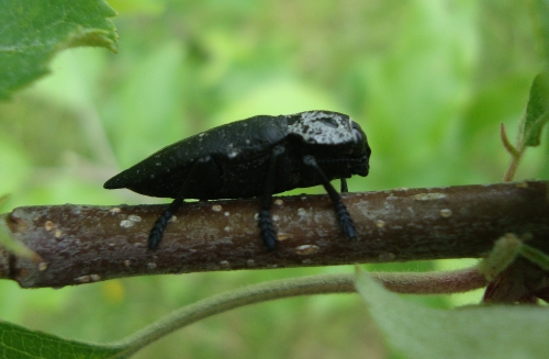 Capnode du pêcher (Capnodis tenebrionis) (3).JPG