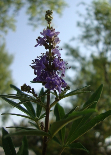 DSC07445.JPG
