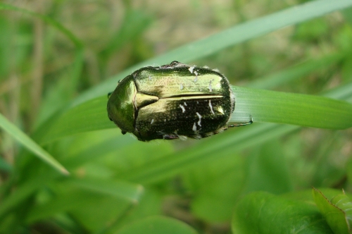 Cétoine dorée 2026 05 19.JPG
