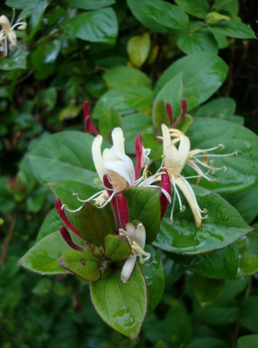 DSC09010.JPG