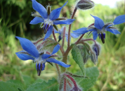 Bourrache ou Bourrache officinale Borago officinalis 2026 04 13.JPG