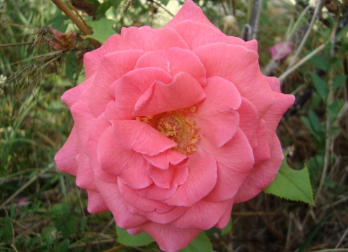 2026 08 15 rose mariale.JPG