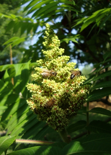 sumac fleurs (1).JPG