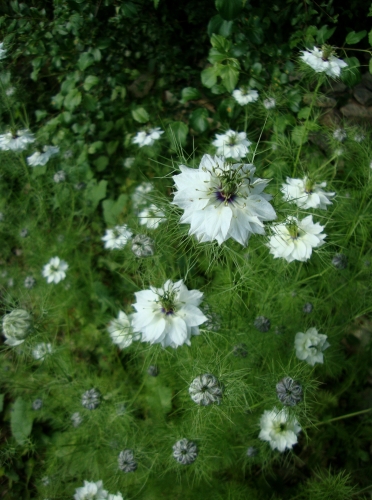 DSC06705.JPG