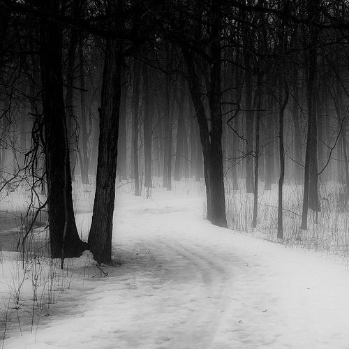 Noah Weiner - Forest Path in Winter Fog.jpg