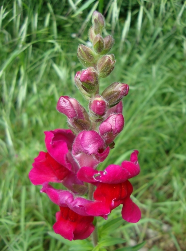 DSC08846.JPG