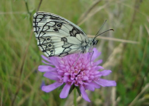 Demi-deuil Melanargia galathea mâle 2026 06 2.JPG
