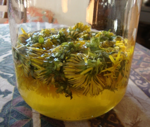 Vin de pissenlit 2026 03 21.JPG