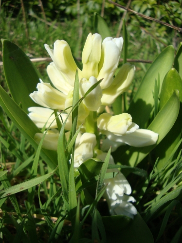 Jacinthe, Hyacinthus orientalis 2026 02 26 (2).JPG