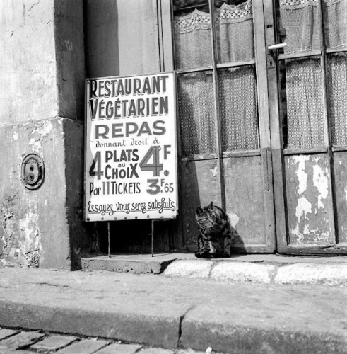 Ellen Thorbecke Le chat du restaurant végétarien - 1946. Paris.jpg
