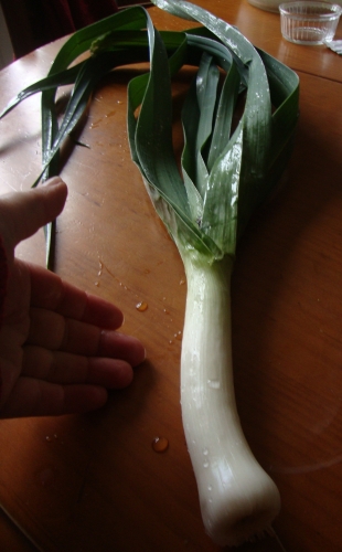 2025 12 4 premier poireau (2).JPG