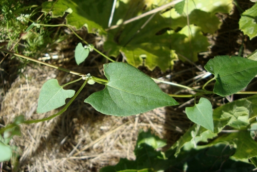 Renouée liseron (Fallopia convolvulus) 2026 08 5 comestible médicinale (1).JPG