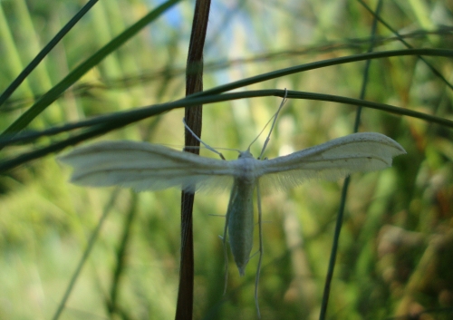 Ptérophore blanc, Pterophorus pentadactylus.JPG